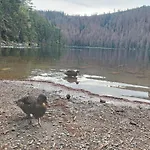 Gæstehus Eichhorn 3*